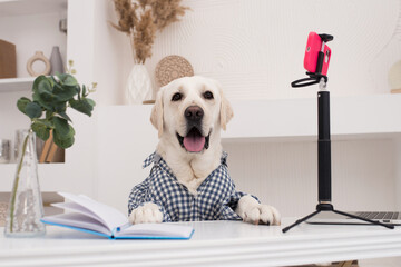 a dog in a shirt works at a computer and keeps an online blog on a mobile phone online. Dog in the...