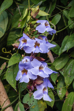 Close-up view of cluster of purple blue flowers of invasive tropical ornamental species thunbergia laurifolia aka laurel clock vine or blue trumpet vine