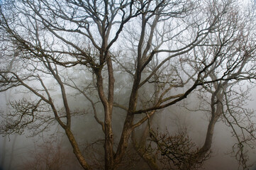 Fototapeta na wymiar Die verästelte Baumkrone eines laublosen Baums in einem märchenhaften Wald im Herbst-Winter bei nebligem, trübem Wetter