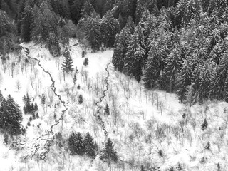 Forêt d'hiver