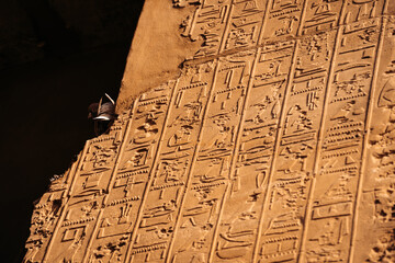 Pigeon Among Hieroglyphs, Karnak Temple, Luxor Egypt