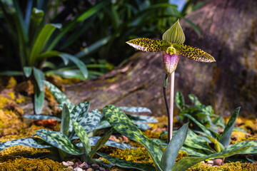 Paphiopedilum sukhakulii, Beautiful rare wild orchids in tropical forest of Thailand.