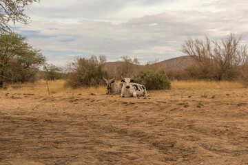 African longhorn cattle in an enclosure on a farm in Namibia