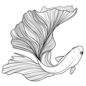 black and white betta fish swimming clip art preview