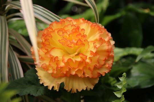 Rose In The Wellington Botanic Gardens, New Zealand.