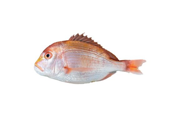 新鮮な鯛切り抜き