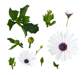 Set of osteospermum (dimorphotheca, arctotis) flowers and leaves isolated on white or transparent...
