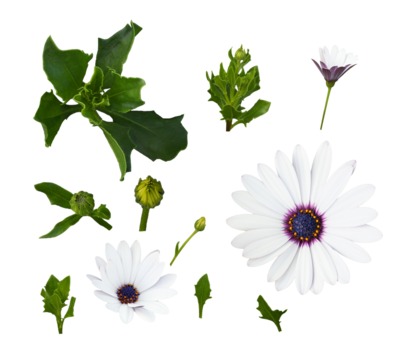 Set of osteospermum (dimorphotheca, arctotis) flowers and leaves isolated on white or transparent background