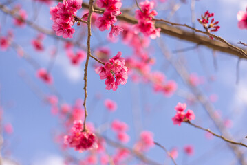 Wild Himalayan Cherry flowers blooming