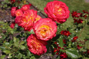 Roses in the Wellington Botanic Gardens, New Zealand.