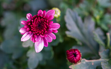 Red flower of Chrysanthemum plant with dark green blurred background.