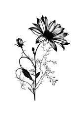 chamomile, black and white