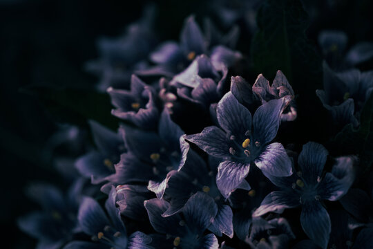 Mandrake(マンドレイク)