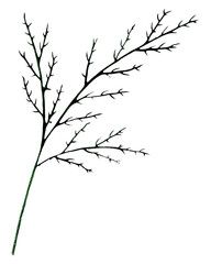 Green Hand Drawn Flower Leaves Isolated on White Background. Flower Branch Drawn by Pencil.