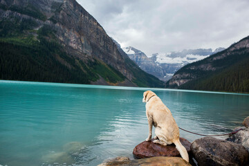 A yellow lab staring at the waters of Lake Louies Canada.