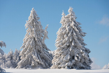 Ice covered fir trees in Rhön