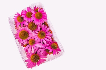 White straw basket with inflorescences of echinacea flowers on a white background with copy space