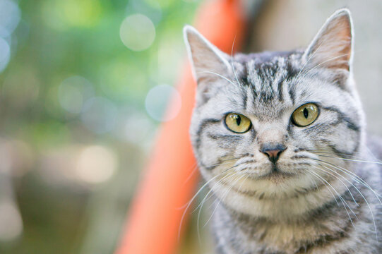 京都 夏の伏見稲荷大社に暮らす可愛らしい野良猫
