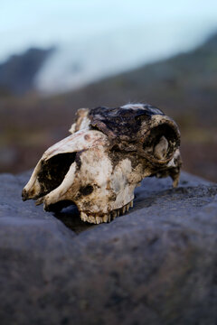 Sheeps skull decomposing on rock