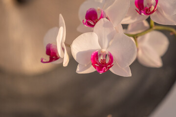 Orchideen in warmem Licht