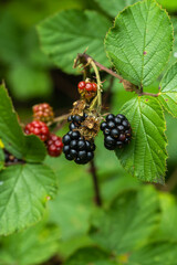 Fresh blackberries fruits in the forest