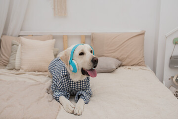 dog in headphones lies on the bed