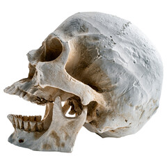 tête de mort, crâne humain sur fond transparent