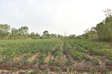 Fototapeta na wymiar rows of cassava trees in the field Cultivation of cassava, sprouts, sprouts Cassava is a tropical food crop. It is an economic crop of Thailand.