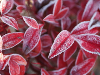 霜がついた赤い葉