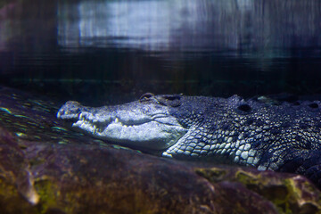 An alligator is a crocodilian in the genus Alligator of the family Alligatoridae. two living species are the American alligator and the Chinese alligator.