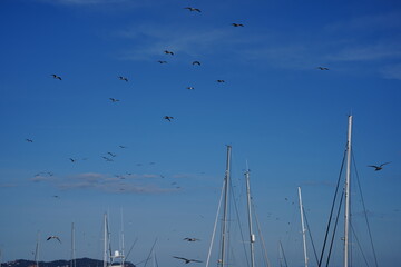Seagulls flying over the pier
