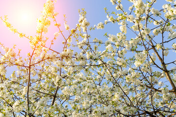 White flowering tree branches in the bright spring sun. Background, abstraction, selective focus.