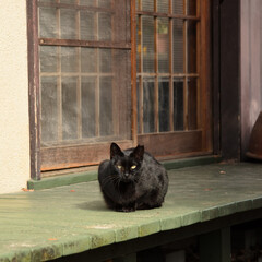 家の前で座っている黒い猫