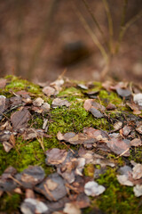 moss and dry autumn leaves on the ground in the autumn forest. Top view of a beautiful forest floor covered with green moss and brown dry autumn leaves that have fallen from the trees.