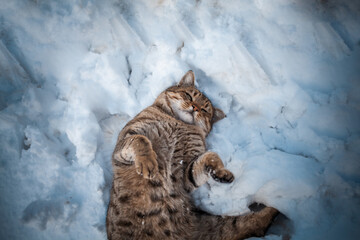 A brown chubby cat playing on the snow. Brown cat lying on the back in the snow.