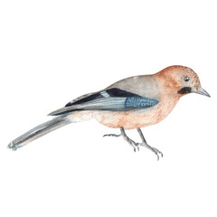Side view of jay bird sitting on the ground. Birds garden clipart. For postcards, stickers. Hand-drawn watercolor illustration