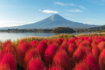 Mt Fuji. beautiful view of Fuji san mountain with colorful red Kochia garden, Oishi Park in autumn...