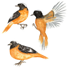 Three  redstart birds. Flying and sitting redstart birds for greeting cards, posters, invitations, flyers. Hand-drawn watercolor illustrations for postcards, stickers, posters, textile design.