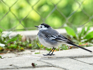 White wagtail bird. Motacilla alba.