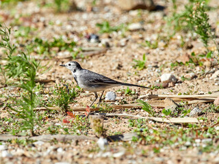 White wagtail bird. Motacilla alba.