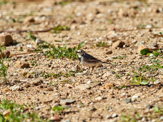 White wagtail bird. Motacilla alba.