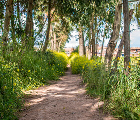 dirt road next to trees and flowers