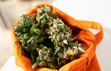 legalization of marijuana in the world. Recreational use of mari