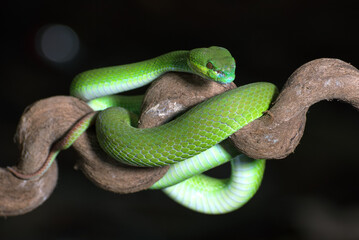White-lipped island pit viper on the tree branch