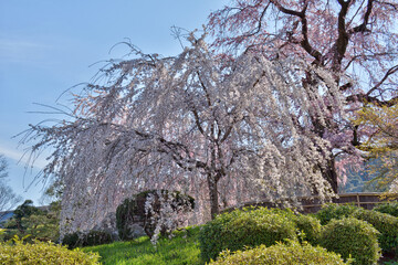 円山公園の祇園枝垂桜