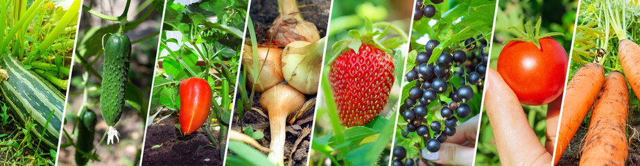 Harvesting different vegetables and fruits collage, squash, cucumber, pepper, onion, strawberry,...