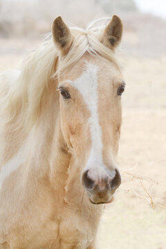 Palomino Paint Horse With Hay