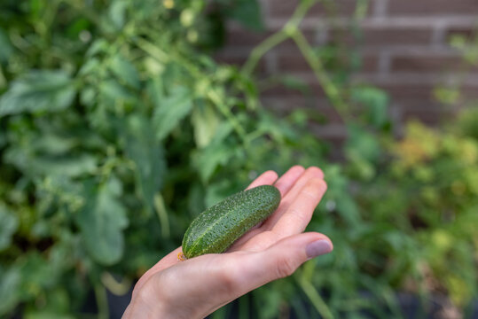 Farmers hand holding fresh cucumber