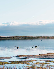two seagulls flying towards the water of the beach