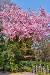 Obraz premium 高台寺の桜